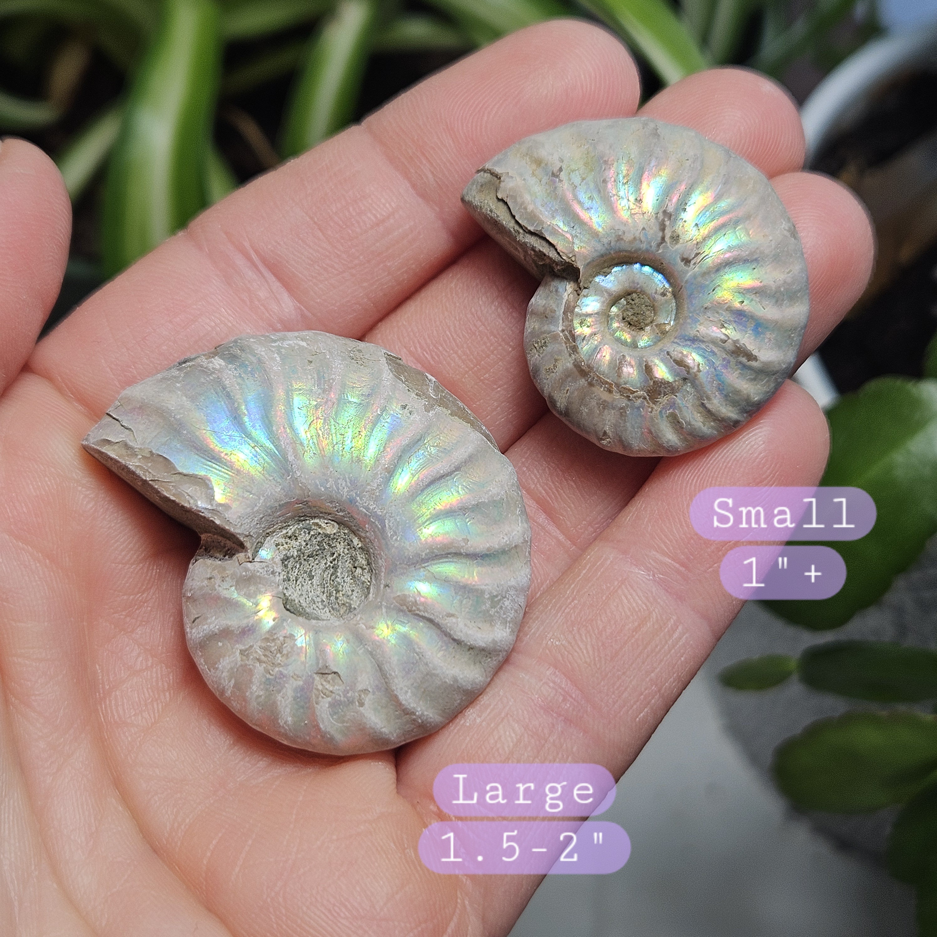 オパール化したアンモナイトの化石標本：虹色の輝き - Etsy 日本