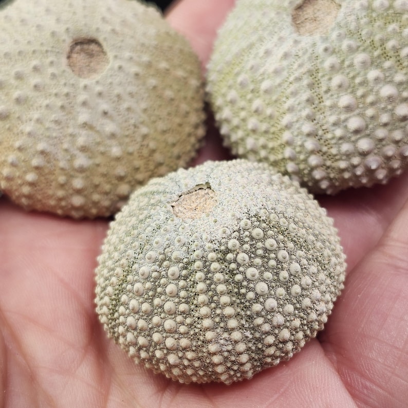 May include: Three sea urchin shells in varying shades of green and beige. The shells are round with a textured surface covered in small, rounded bumps. Each shell has a central opening.