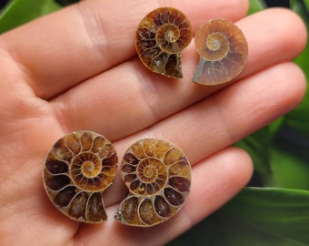 アンモナイトの化石標本：研磨された化石のスライス、自然界の