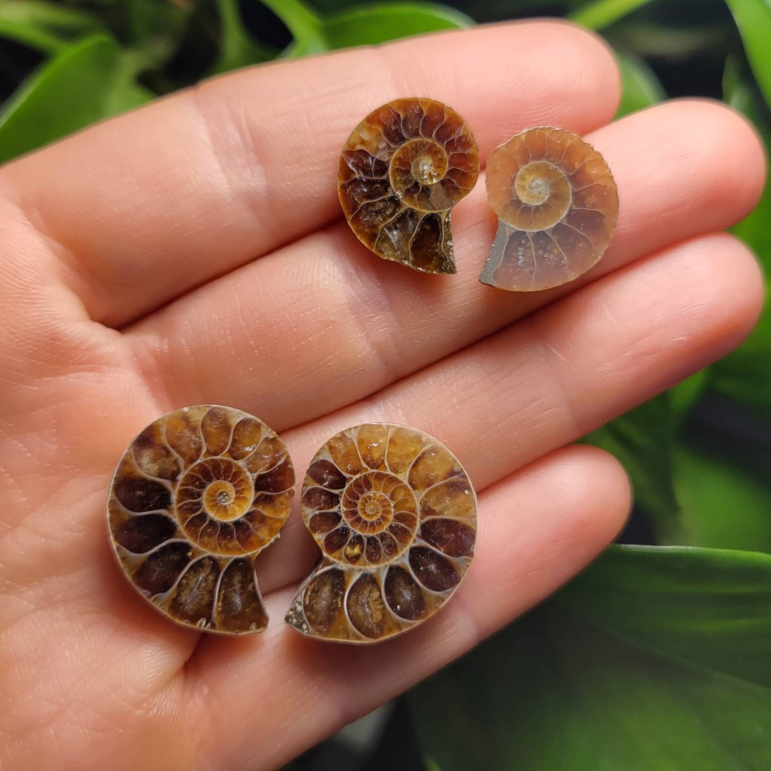 Ammonite Fossil Specimens: Polished Fossil Slices, Fibonacci