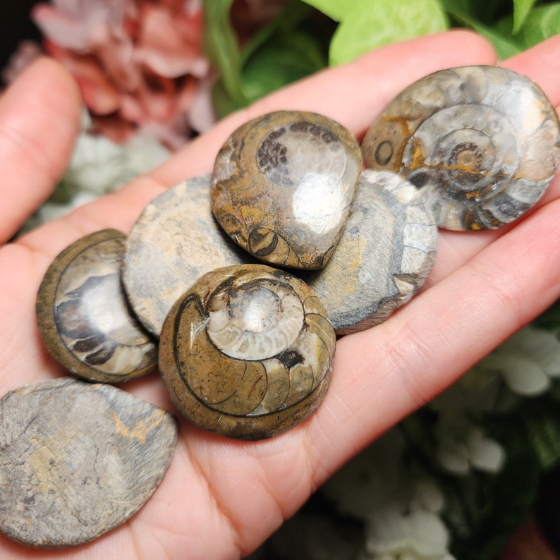 May include: A selection of fossilised ammonite shells, displaying detailed spiral patterns and earthy tones of brown, tan, and grey. The shells vary in size and shape, with visible details of the ancient marine creatures. These fossils are held in a hand.