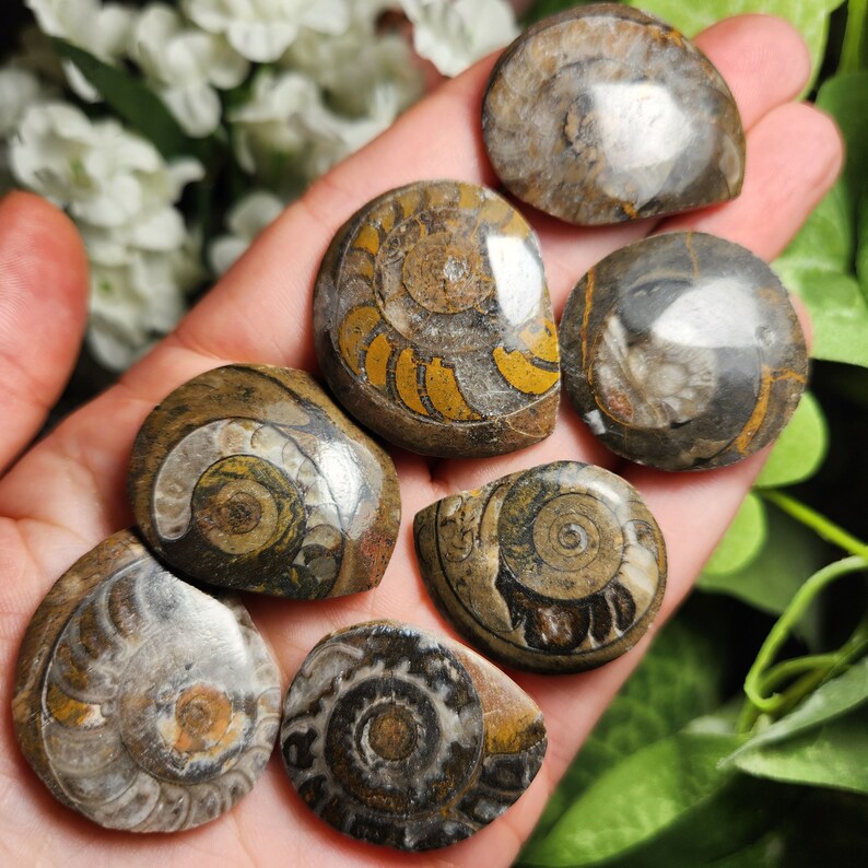May include: A selection of polished fossil ammonite shells. The shells feature detailed spiral patterns in brown, tan, and gold hues. The fossils are smooth and rounded, highlighting the natural beauty of ancient marine life.