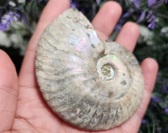 Ammonite Fossil Specimen: Fibonacci Spiral Fossil