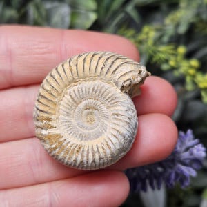 Natural Ammonite Fossil Specimen: Fibonacci Spiral