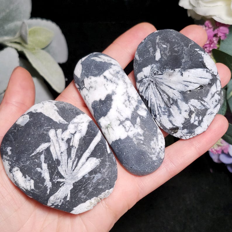 Chrysanthemum Stone, Polished Palm Stone - Flower Stone - Chrysanthemum Crystal Palm image 8