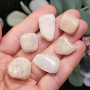Puede incluir: Se muestran seis piedras pulidas y rodadas en tonos crema y beige. Las piedras tienen varias formas, con bordes lisos y redondeados. Las piedras se sostienen en una mano, con un fondo borroso de vegetaci&oacute;n.