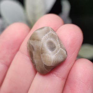 Peut inclure: Une pierre de corail fossilis&eacute;e de couleur beige, pr&eacute;sentant un motif circulaire d&eacute;taill&eacute;. La pierre est tenue dans une main, soulignant sa texture naturelle et ses variations de couleur. Le motif complexe du fossile est le point central, mettant en &eacute;vidence ses caract&eacute;ristiques g&eacute;ologiques uniques.