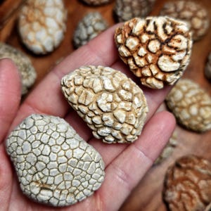May include: Several small, rounded stones with a distinct, raised, grid-like texture on their surfaces. The stones feature a cream-colored, cracked exterior pattern with darker, recessed lines between the segments, resembling a natural fossilized or geological formation.