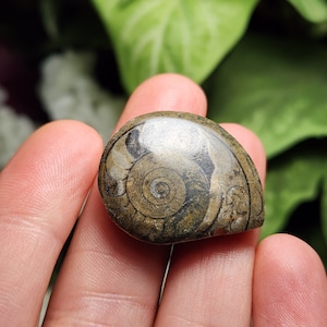 May include: A polished ammonite fossil, displaying a detailed spiral pattern in brown, tan, and grey hues. The shell's surface is smooth and rounded, with visible internal chambers. The fossil is held in a hand.