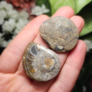 May include: Two fossilised ammonite specimens. One is a complete, teardrop-shaped fossil with intricate spiral patterns in shades of brown, grey, and yellow. The other is a circular fragment with textured markings. Both are held in a hand.