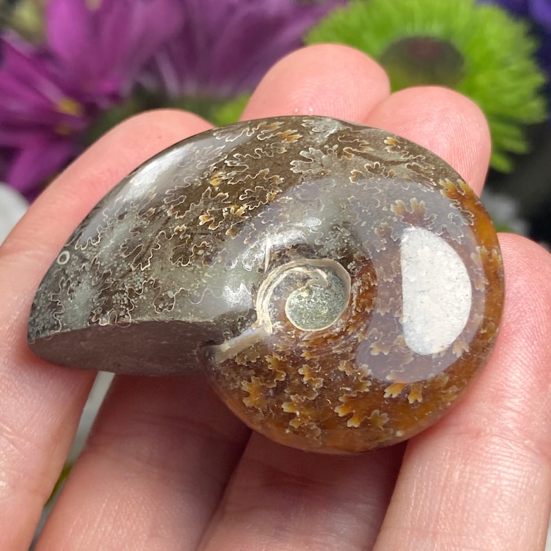 May include: A brown and white ammonite fossil with a spiral pattern. The fossil has a smooth, polished surface.