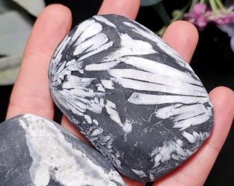 Chrysanthemum Stone, Polished Palm Stone - Flower Stone - Chrysanthemum Crystal Palm