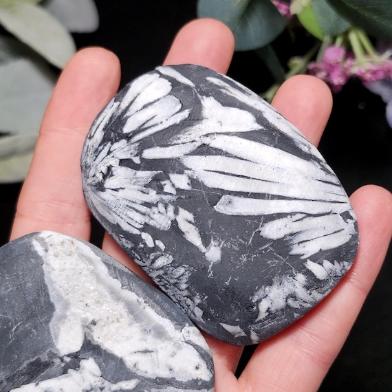 Chrysanthemum Stone, Polished Palm Stone - Flower Stone - Chrysanthemum Crystal Palm