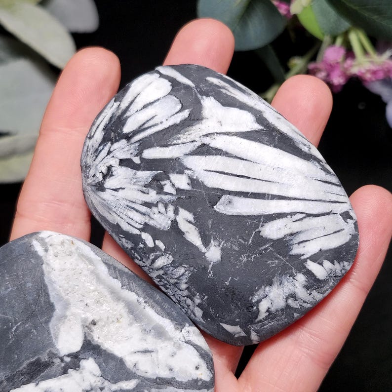 Chrysanthemum Stone, Polished Palm Stone - Flower Stone - Chrysanthemum Crystal Palm image 1