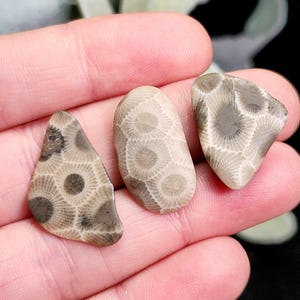 May include: Three fossilized coral stones in shades of tan and gray. The stones have a unique pattern of circular and radial designs, with a smooth, polished appearance. The stones are held in a hand, showcasing their natural beauty.