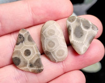 Okazy polerowanego kamienia Petoskey z Michigan - kamień Petoskey polerowany