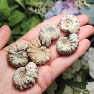 May include: A collection of small, fossilized ammonite shells in varying shades of tan and gray. The shells are held in a hand, showcasing their spiral structure and intricate details. The fossils are a natural, earthy tone.