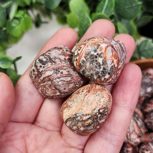 以下が含まれることがあります： 茶色、ベージュ、黒の色合いの研磨されたレオパードジャスパーの石が3つ、手に持たれています。 石には斑点模様があり、滑らかで丸みを帯びた形をしています。 背景には緑の葉が含まれています。