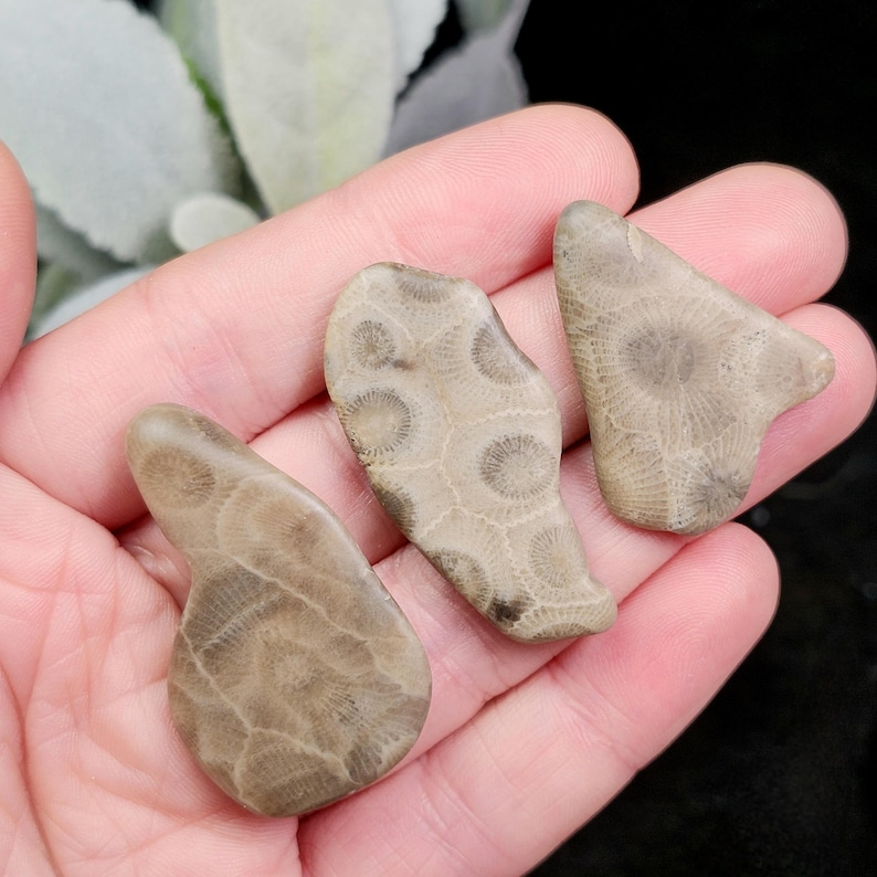 Peut inclure: Trois pierres de corail fossilis&eacute;es de formes et tailles vari&eacute;es. Les pierres sont de couleur beige clair avec des motifs complexes de cercles et de rayons. Les fossiles sont tenus dans une main, mettant en valeur leurs textures et formes naturelles.