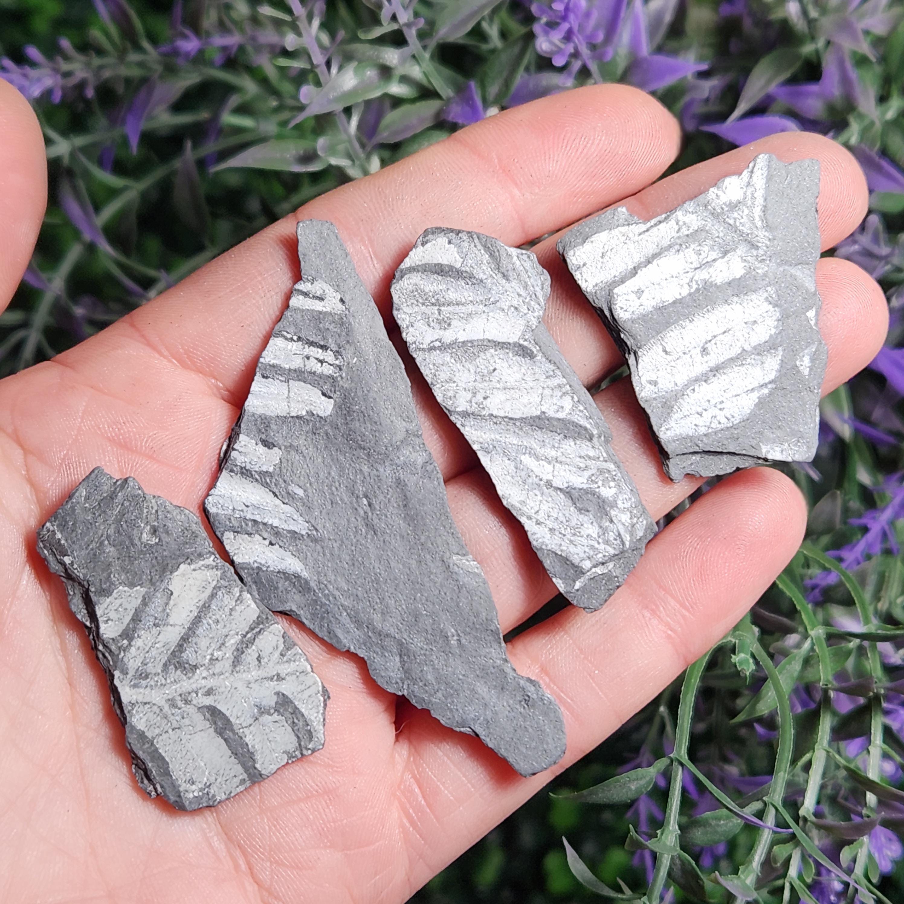 ペンシルバニア産シダ化石標本：植物化石石（1インチ以上） - Etsy 日本