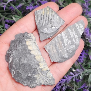 Felce fossilizzata nello scisto della Pennsylvania - Fossile di felce Pennsylvania - Fossile vegetale - Fossile di felce nello scisto - Fossile autentico - Fossile di felce