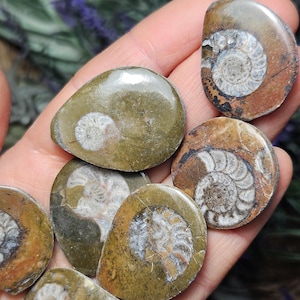 May include: A collection of polished ammonite fossils in shades of brown, tan, and olive green. The fossils display intricate spiral patterns, with some showing a cross-section of the shell. The smooth, rounded stones are held in a hand, showcasing their natural beauty.