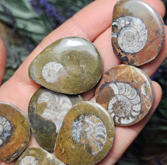 Ammonite Fossil - Ammonite Slice - Fossilized Ammonite - Natural Ammonite - Fossil Ammonite - Ammonite Swirls - Polished Ammonite