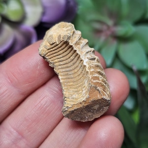Peut inclure: Une tige de crinoïde fossilisée, un type d'animal marin, de couleur brun clair et à la surface texturée. Le fossile mesure environ 5 cm de long et a une forme incurvée.