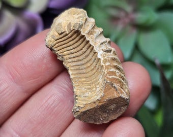 Raw Ammonite Fossil Specimen: Prehistoric Spiral Shell