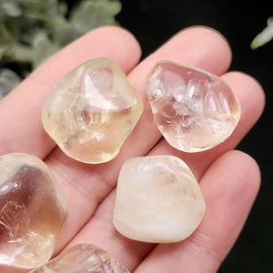 May include: Several tumbled citrine gemstones in varying shades of yellow and gold are held in a hand. The stones have smooth, rounded edges and a translucent appearance. The gemstones are a natural, earthy product.