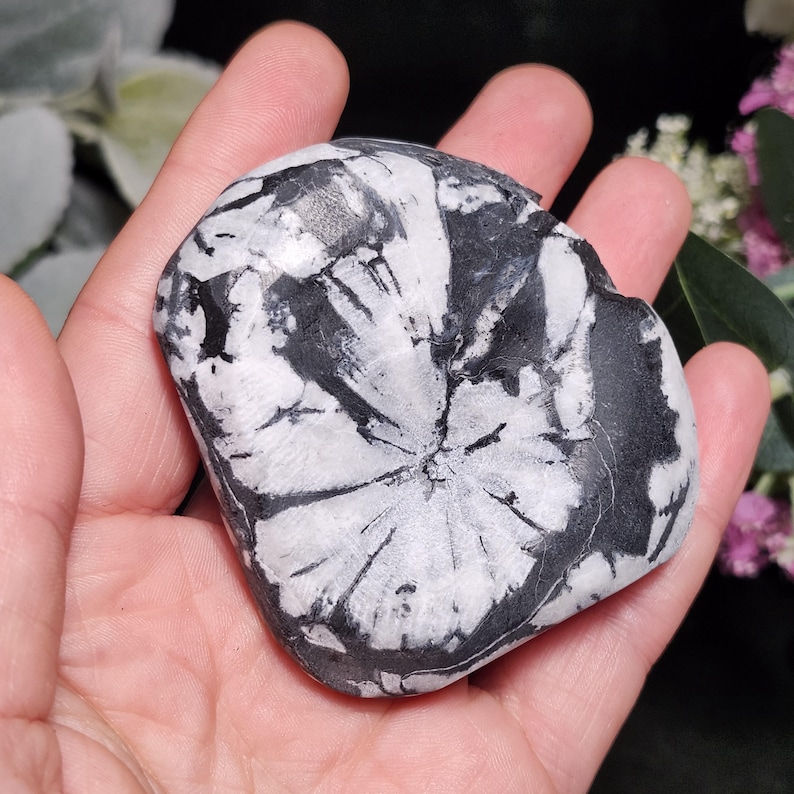 Chrysanthemum Stone, Polished Palm Stone - Flower Stone - Chrysanthemum Crystal Palm image 12