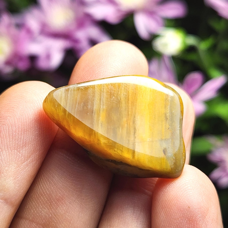 Tumbled Petrified Wood Specimen: Natural, Polished Fossilized Wood - Etsy