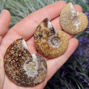 May include: Three fossilized ammonites in various shades of brown and cream. The ammonites have a spiral shape with intricate patterns on their surface.