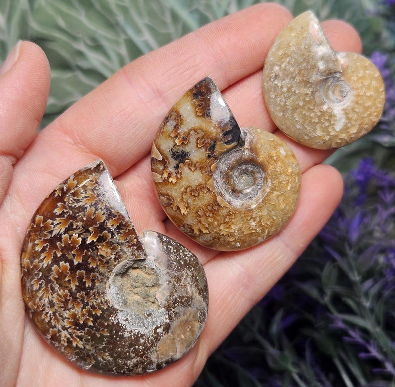 May include: Three fossilized ammonites in various shades of brown and cream. The ammonites have a spiral shape with intricate patterns on their surface.