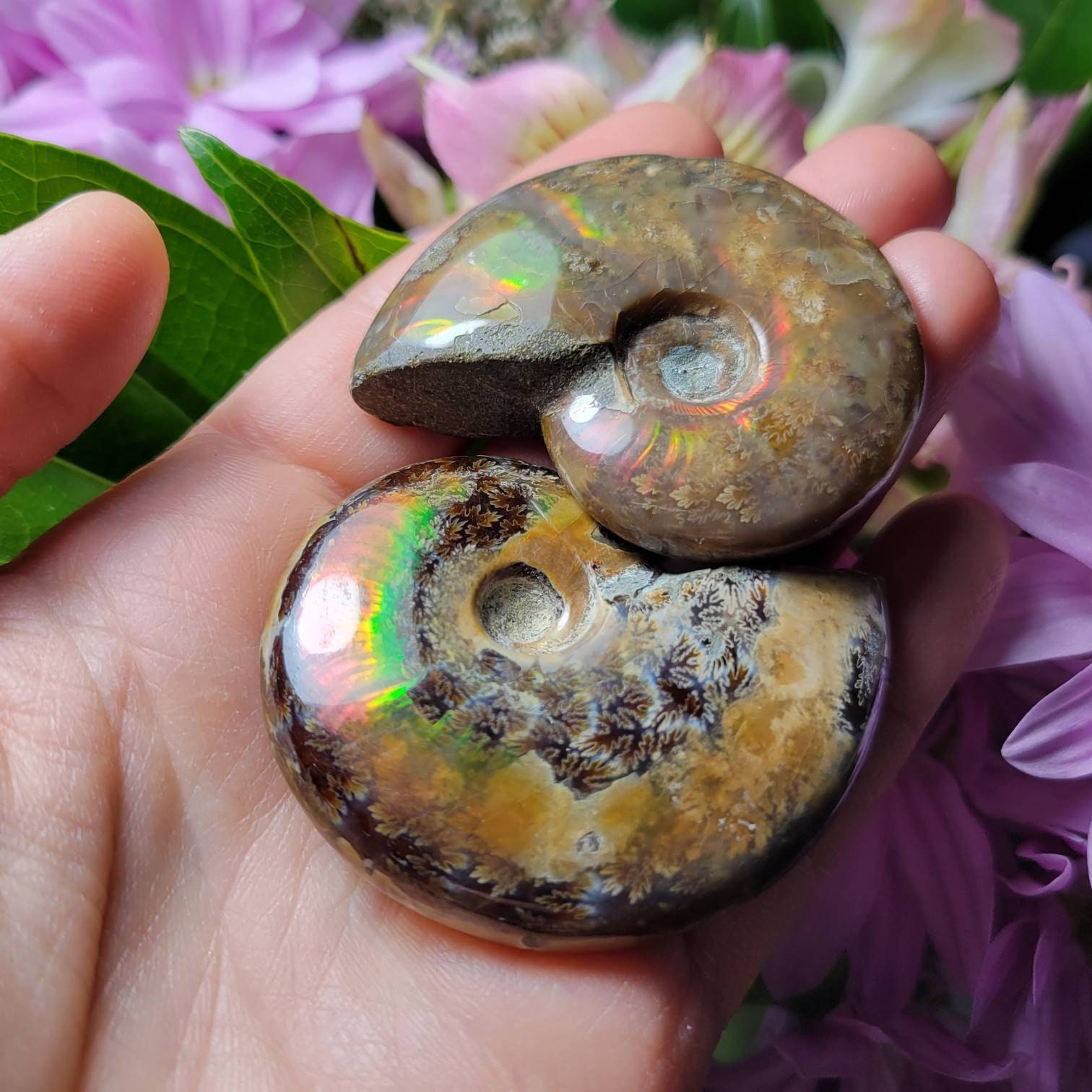 Opalized ammonite for sale sales