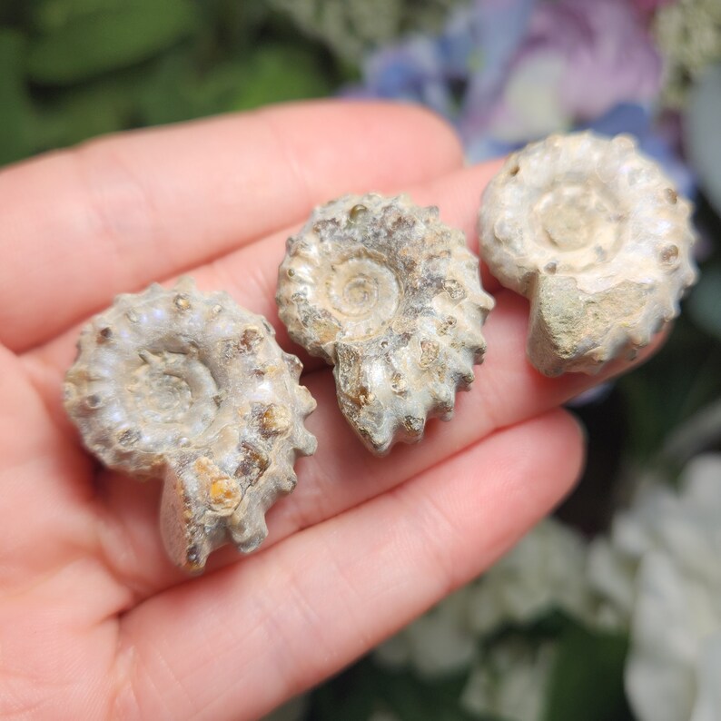 May include: Three fossilized ammonite shells, showcasing a spiral design and a range of beige and brown hues. The shells are held in a hand, with a blurred floral background.