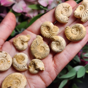 Peut inclure: Une collection de 10 ammonites fossilis&eacute;es de diff&eacute;rentes tailles et formes, pr&eacute;sent&eacute;es sur une main. Les ammonites sont de couleur brun clair avec des motifs complexes.
