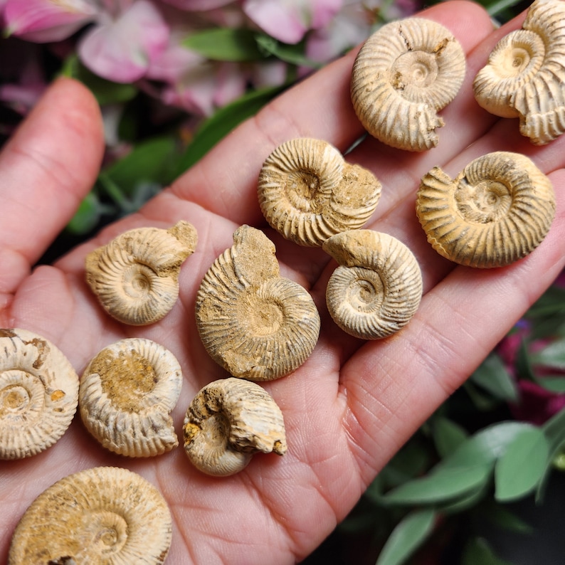 Peut inclure: Une collection de 10 ammonites fossilis&eacute;es de diff&eacute;rentes tailles et formes, pr&eacute;sent&eacute;es sur une main. Les ammonites sont de couleur brun clair avec des motifs complexes.