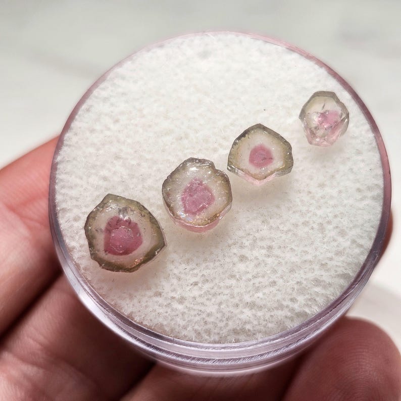 May include: Four small, polished slices of watermelon tourmaline gemstones arranged in a row on a white foam insert inside a clear circular container. Each gemstone features a vibrant pink centre surrounded by a translucent, pale green outer rim.