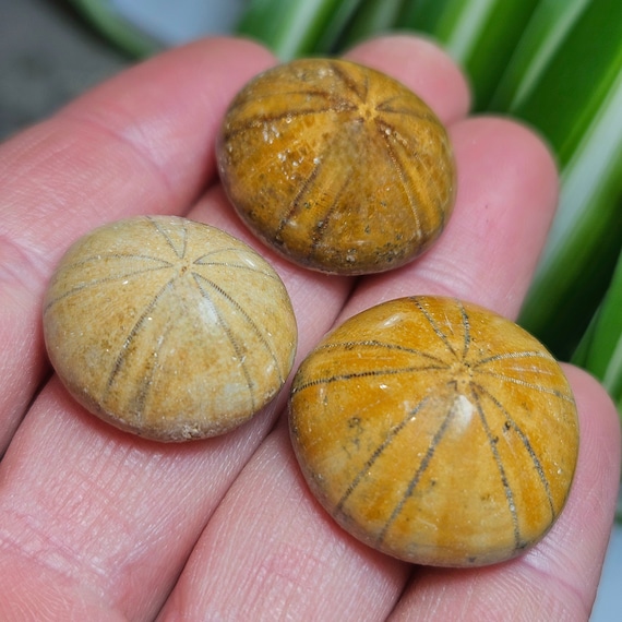 サンドダラーの化石 - ウニの化石 - ウニの殻 - 化石化したウニ - 化石