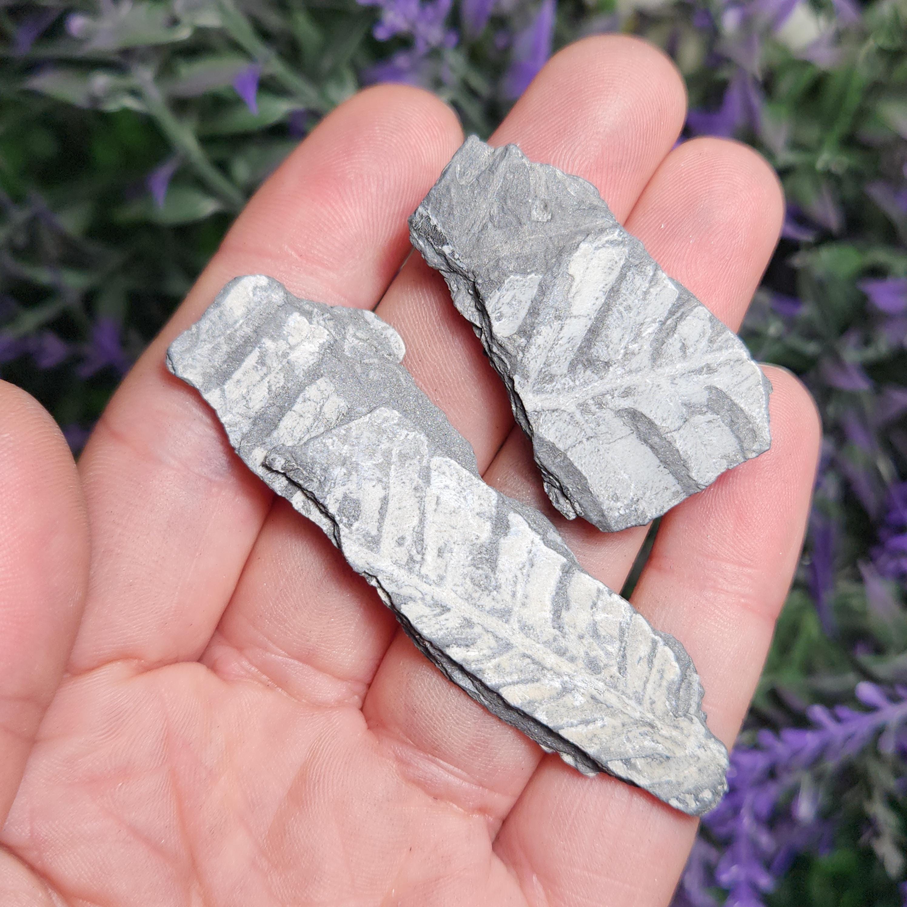ペンシルベニアシダの化石標本：植物化石石（1インチ以上） - Etsy 日本