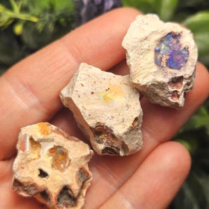 Op de afbeelding: Drie ruwe, ongepolijste opaalexemplaren ingebed in een lichtbeige, poreuze rotsmatrix. Elke steen vertoont unieke, natuurlijk voorkomende iriserende flitsen van blauw, paars, oranje en geel in het ruwe, getextureerde mineraaloppervlak.