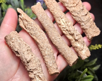May include: Four elongated, cylindrical fossilised specimens with a rough, porous, light brown, sandy texture. Each piece displays a natural, uneven surface with small indentations and ridges, resembling weathered stone or ancient organic matter.
