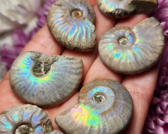 オパール化したアンモナイトの化石標本：虹色の輝き - Etsy 日本