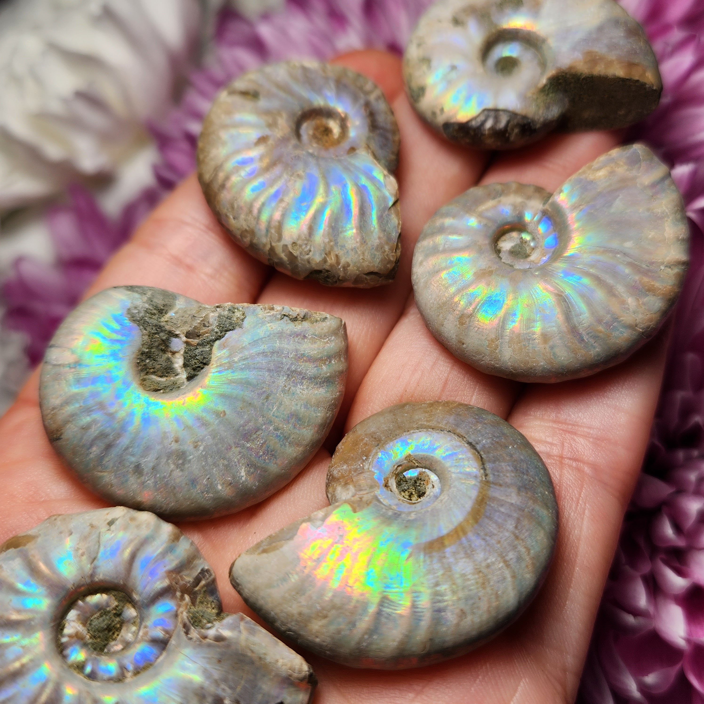 オパール化したアンモナイトの化石標本：虹色の輝き - Etsy 日本