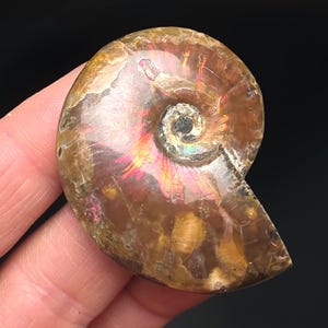Opal Ammonite - Fire Ammonite - Ammonite Specimen - Polished Ammonite - Opalized Ammonite - Ammonite Fossil - Opalized Ammonite Fossil