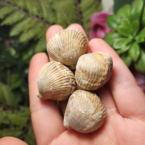 貝殻の化石 - 化石化した貝殻 - 腕足動物の化石 - 化石化した貝殻 - 化
