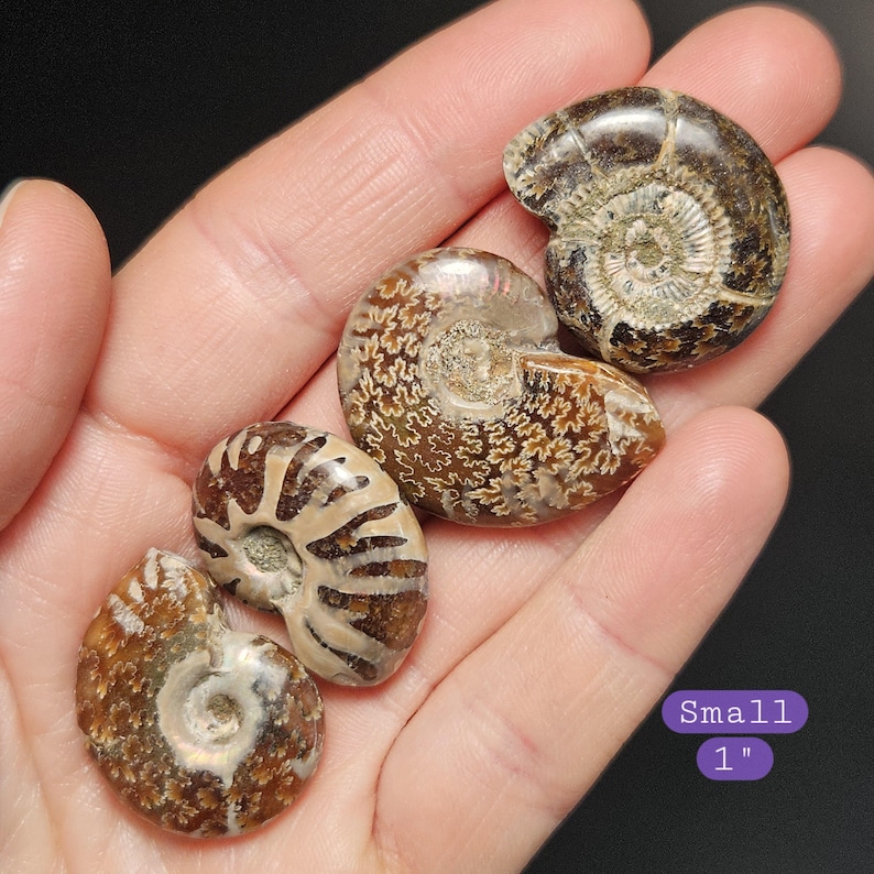 Polished Ammonite Fossil Specimen, Natural Fibonacci Spiral Shell Small (1"+)