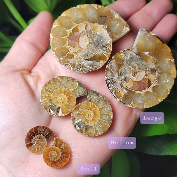 Ammonite Fossil Specimens: Polished Fossil Slices, Fibonacci