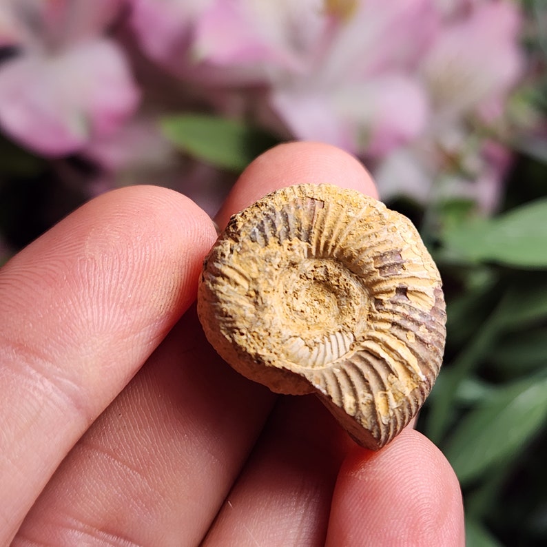 Peut inclure: Une ammonite fossilis&eacute;e avec un motif de coquille en spirale dans des tons de brun et de beige. L'ammonite mesure environ 7,5 cm de diam&egrave;tre.